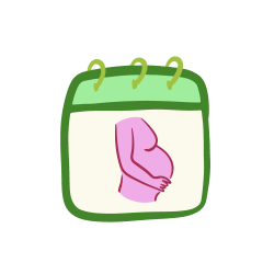 Calendrier de grossesse