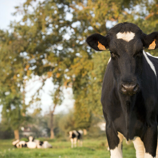 احترام البيئة