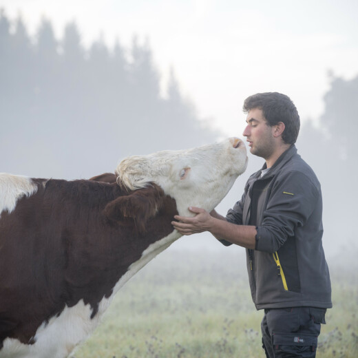 سلامة الحيوانات