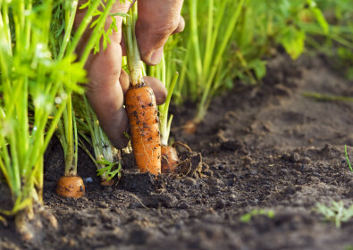 Pourquoi suivre la saisonnalité des produits ?