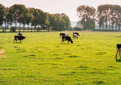 L’origine des produits